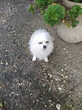 BALU, Hund, Mischlingshund in Bad Karlshafen - Bild 2