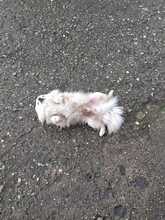 BALU, Hund, Mischlingshund in Bad Karlshafen - Bild 3