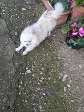 BALU, Hund, Mischlingshund in Bad Karlshafen - Bild 5