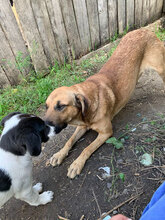 KENAI, Hund, Mischlingshund in Rumänien - Bild 2
