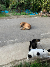 KENAI, Hund, Mischlingshund in Rumänien - Bild 3