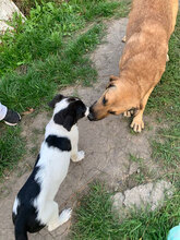 KENAI, Hund, Mischlingshund in Rumänien - Bild 4