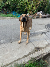 KENAI, Hund, Mischlingshund in Rumänien - Bild 5