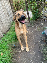 KENAI, Hund, Mischlingshund in Rumänien - Bild 7