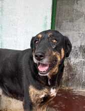 UGO, Hund, Mischlingshund in Italien - Bild 1