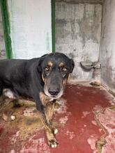 UGO, Hund, Mischlingshund in Italien - Bild 2