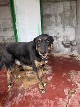 UGO, Hund, Mischlingshund in Italien - Bild 3