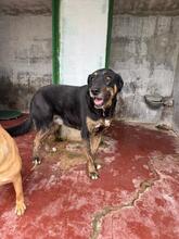 UGO, Hund, Mischlingshund in Italien - Bild 4