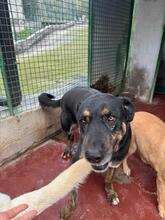 UGO, Hund, Mischlingshund in Italien - Bild 5