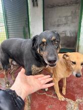 UGO, Hund, Mischlingshund in Italien - Bild 6