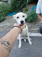 NALAN, Hund, Mischlingshund in Rumänien - Bild 1