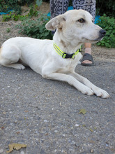 NALAN, Hund, Mischlingshund in Rumänien - Bild 2