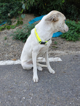 NALAN, Hund, Mischlingshund in Rumänien - Bild 3