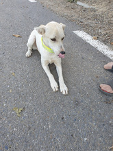 NALAN, Hund, Mischlingshund in Rumänien - Bild 4