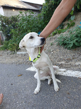 NALAN, Hund, Mischlingshund in Rumänien - Bild 5