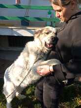 ZOE, Hund, Mischlingshund in Italien - Bild 2