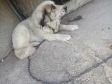 ZOE, Hund, Mischlingshund in Italien - Bild 3