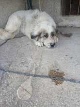 ZOE, Hund, Mischlingshund in Italien - Bild 4