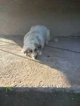 ZOE, Hund, Mischlingshund in Italien - Bild 6