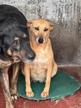 CLARISSE, Hund, Mischlingshund in Bad Karlshafen - Bild 1