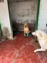 CLARISSE, Hund, Mischlingshund in Bad Karlshafen - Bild 2