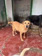 CLARISSE, Hund, Mischlingshund in Bad Karlshafen - Bild 5