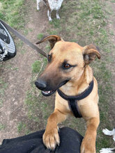 SPIKE, Hund, Mischlingshund in Rumänien - Bild 1
