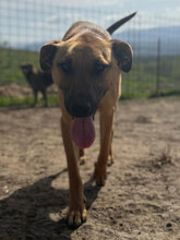 SPIKE, Hund, Mischlingshund in Rumänien - Bild 10