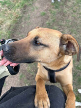 SPIKE, Hund, Mischlingshund in Rumänien - Bild 2