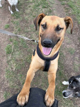SPIKE, Hund, Mischlingshund in Rumänien - Bild 3
