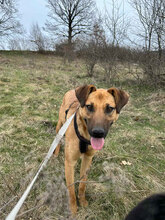 SPIKE, Hund, Mischlingshund in Rumänien - Bild 6