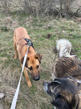 SPIKE, Hund, Mischlingshund in Rumänien - Bild 7