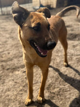 SPIKE, Hund, Mischlingshund in Rumänien - Bild 8