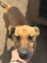 SPIKE, Hund, Mischlingshund in Rumänien - Bild 9