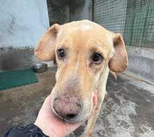 AXEL, Hund, Mischlingshund in Italien - Bild 1
