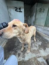 AXEL, Hund, Mischlingshund in Italien - Bild 2