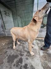 AXEL, Hund, Mischlingshund in Italien - Bild 3