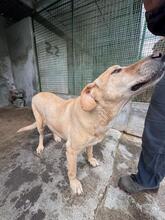 AXEL, Hund, Mischlingshund in Italien - Bild 4