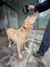 AXEL, Hund, Mischlingshund in Italien - Bild 5