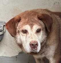 SERAS, Hund, Mischlingshund in Italien - Bild 1