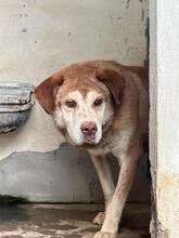 SERAS, Hund, Mischlingshund in Italien - Bild 2