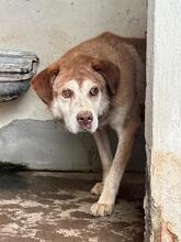 SERAS, Hund, Mischlingshund in Italien - Bild 3
