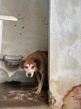 SERAS, Hund, Mischlingshund in Italien - Bild 4