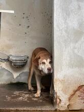 SERAS, Hund, Mischlingshund in Italien - Bild 5