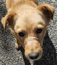 LEO, Hund, Mischlingshund in Italien - Bild 1