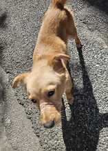 LEO, Hund, Mischlingshund in Italien - Bild 2
