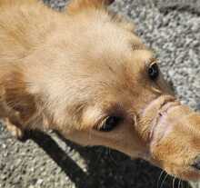 LEO, Hund, Mischlingshund in Italien - Bild 3