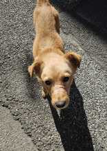 LEO, Hund, Mischlingshund in Italien - Bild 4