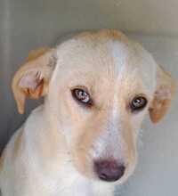 GIULIA, Hund, Mischlingshund in Italien - Bild 1