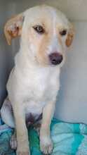 GIULIA, Hund, Mischlingshund in Italien - Bild 2
